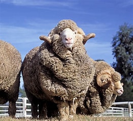 Merino sheep